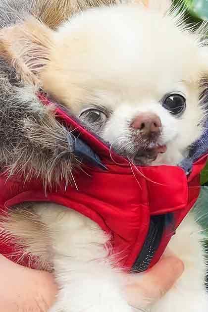 A small Chihuahua puppy with white and brown patches being held outdoors in a lush green garden setting under natural daylight.