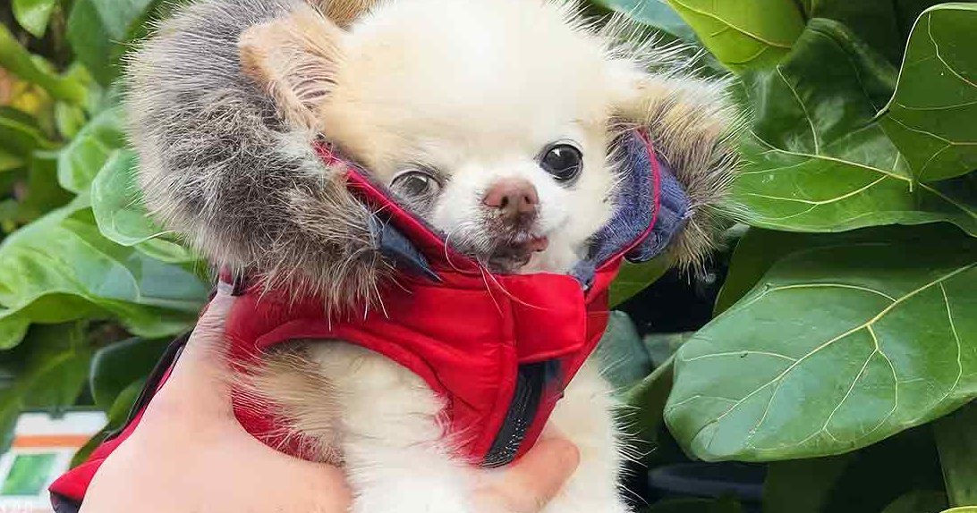 A small Chihuahua puppy with white and brown patches being held outdoors in a lush green garden setting under natural daylight.