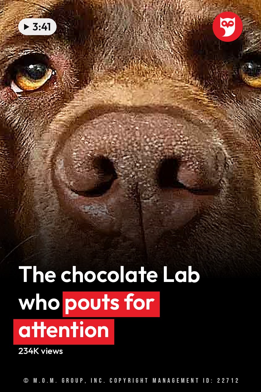 A Mastiff dog with a predominantly brown coat, darker markings around its eyes and ears, indoors under natural light. The headline runs in white letters across the lower third.