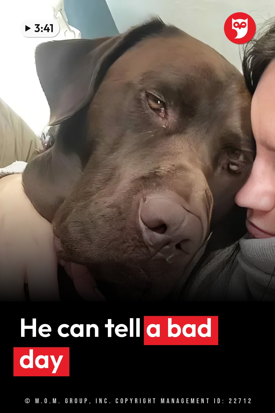 A person holds a large brown dog close, their heads resting together. A headline runs in white letters across the lower third.