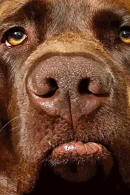 A Mastiff dog with a predominantly brown coat, darker markings around its eyes and ears, indoors under natural light.