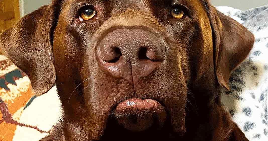 A Mastiff dog with a predominantly brown coat, darker markings around its eyes and ears, indoors under natural light.