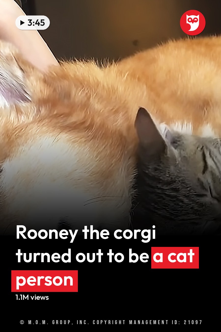 A Shiba Inu dog and a tabby cat resting together indoors on a gray couch. The headline runs in white letters across the lower third.