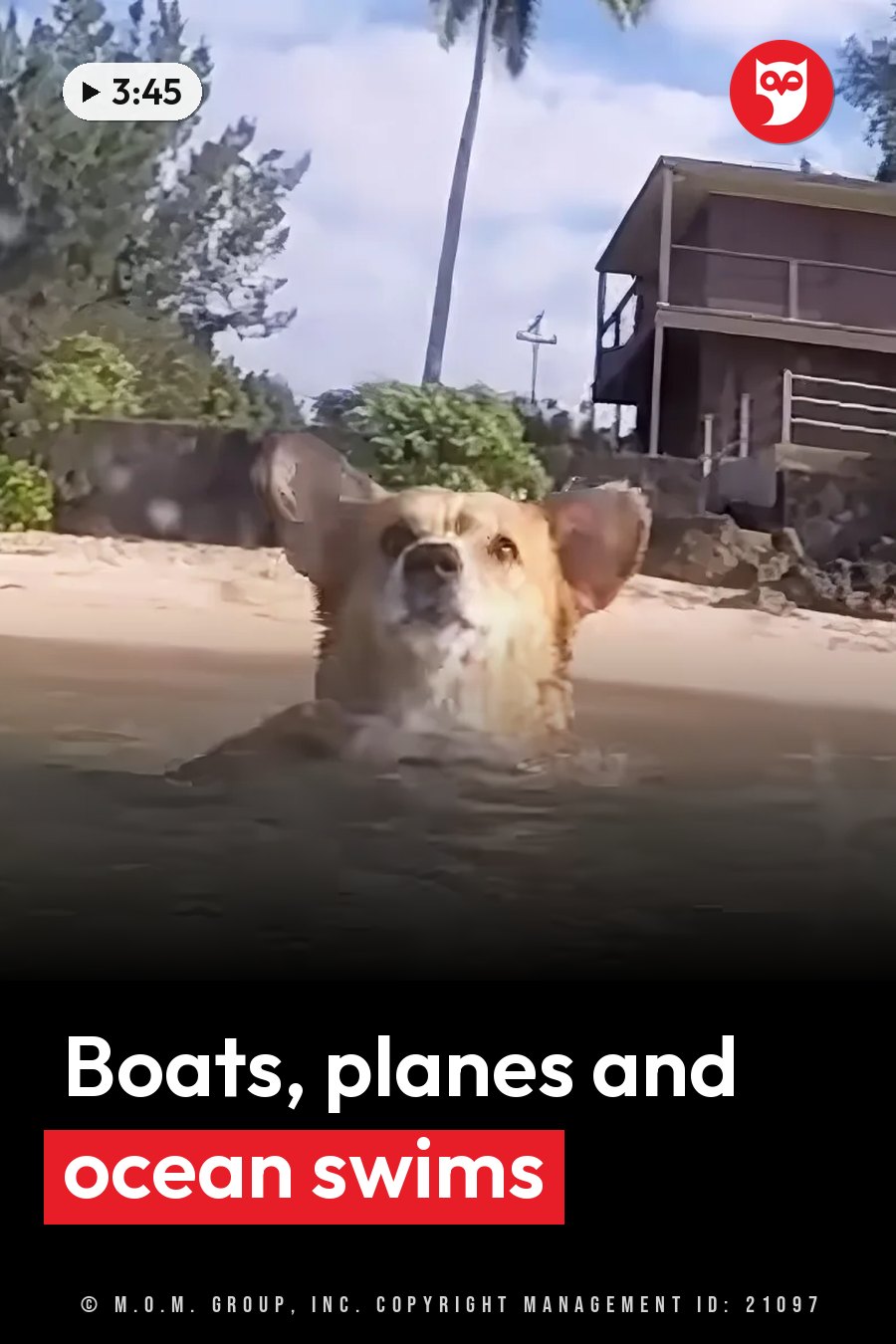 A dog stands in shallow water at a beach, with trees and a house with a balcony in the background. A headline runs in white letters across the lower third.
