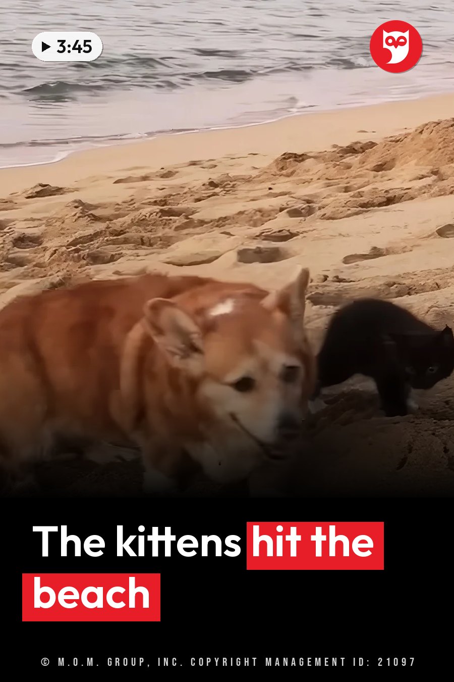 A dog and a black cat walk on sand near the water's edge. A headline runs in white letters across the lower third.