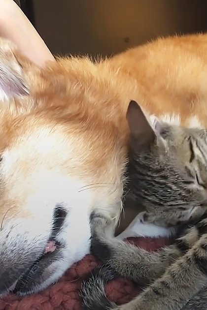A Shiba Inu dog and a tabby cat resting together indoors on a gray couch.