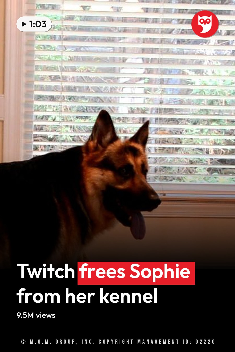 A German Shepherd dog in an indoor home setting with natural light streaming in from a window with white blinds. The headline runs in white letters across the lower third.