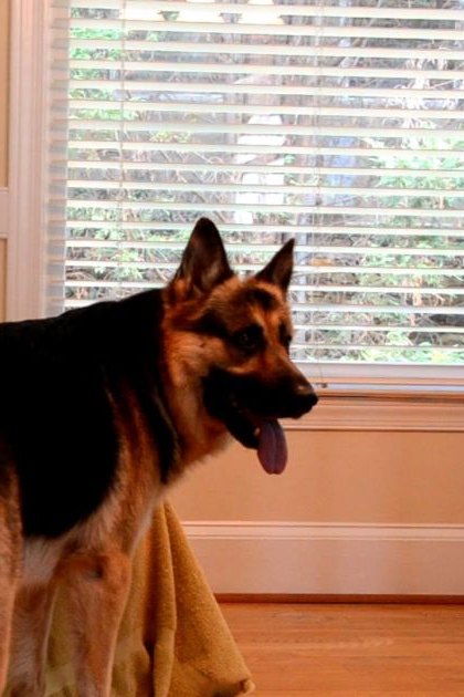 A German Shepherd dog in an indoor home setting with natural light streaming in from a window with white blinds.