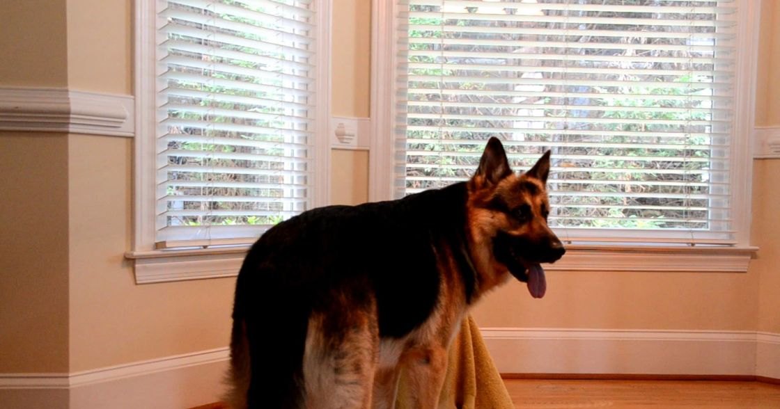 A German Shepherd dog in an indoor home setting with natural light streaming in from a window with white blinds.