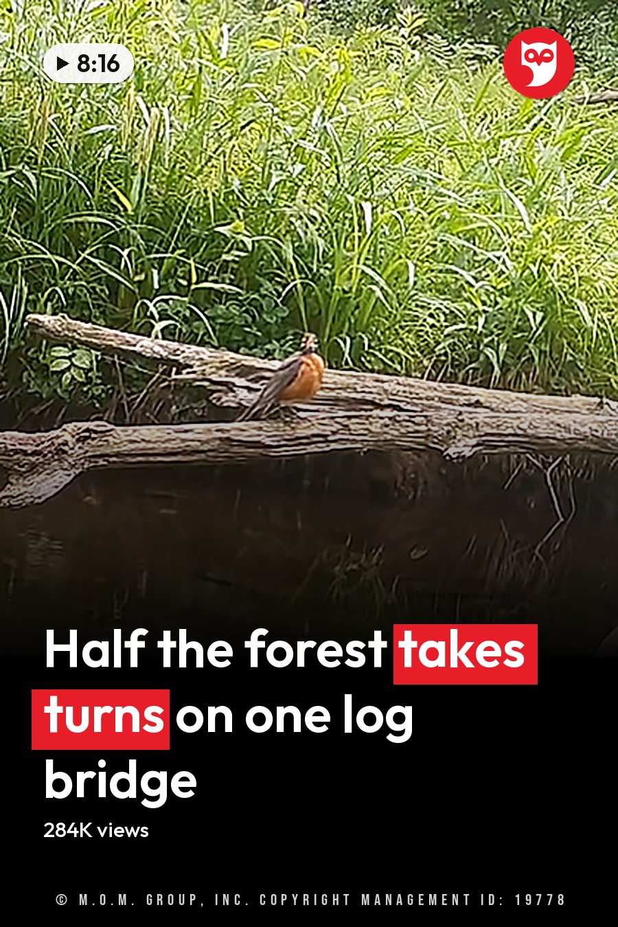 A small American Robin perched on a log over water in a lush green forested area, suggesting spring or summer with soft late afternoon light. The headline runs in white letters across the lower third.