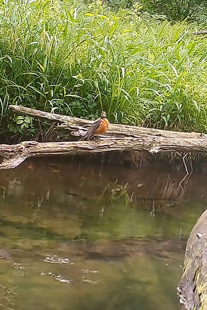 A small American Robin perched on a log over water in a lush green forested area, suggesting spring or summer with soft late afternoon light.