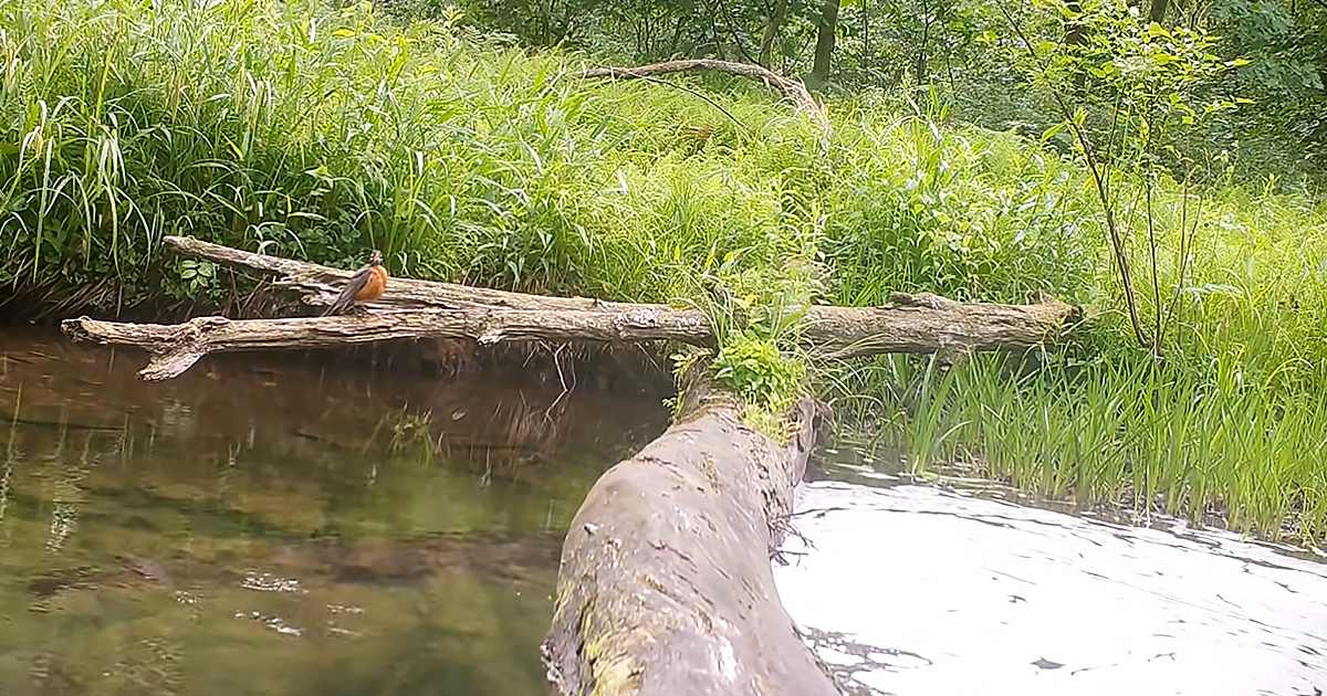 A small American Robin perched on a log over water in a lush green forested area, suggesting spring or summer with soft late afternoon light.