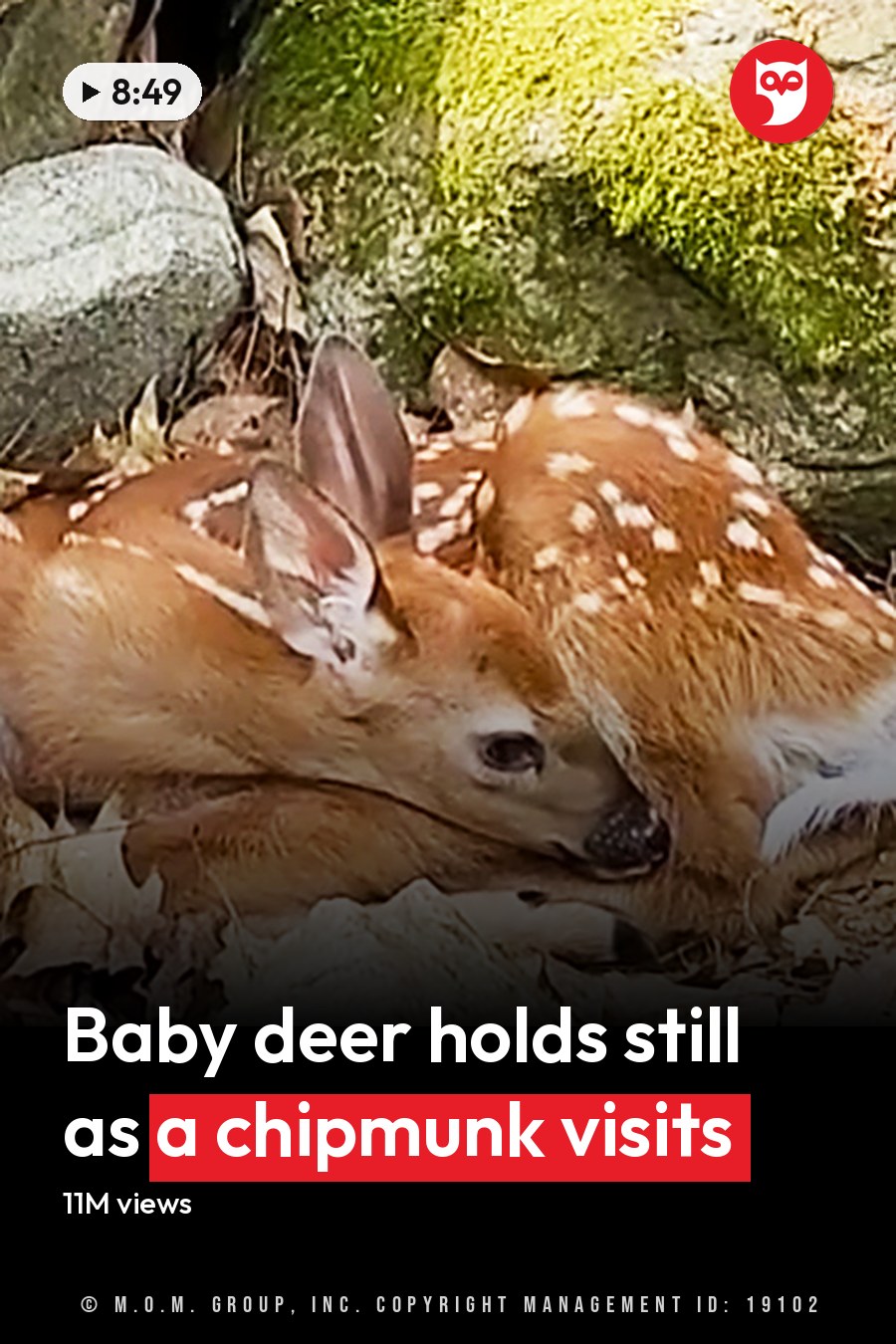A fawn with a juvenile white-tailed deer coat resting among rocks in a forested area with an Eastern chipmunk nearby during autumn daytime. The headline runs in white letters across the lower third.