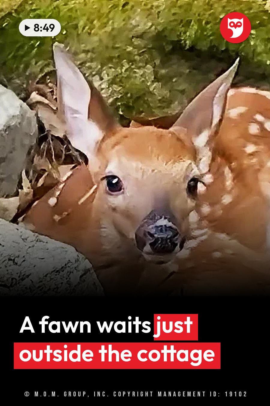 A young deer with white spots looks straight ahead from behind rocks and green leaves. A headline runs in white letters across the lower third.