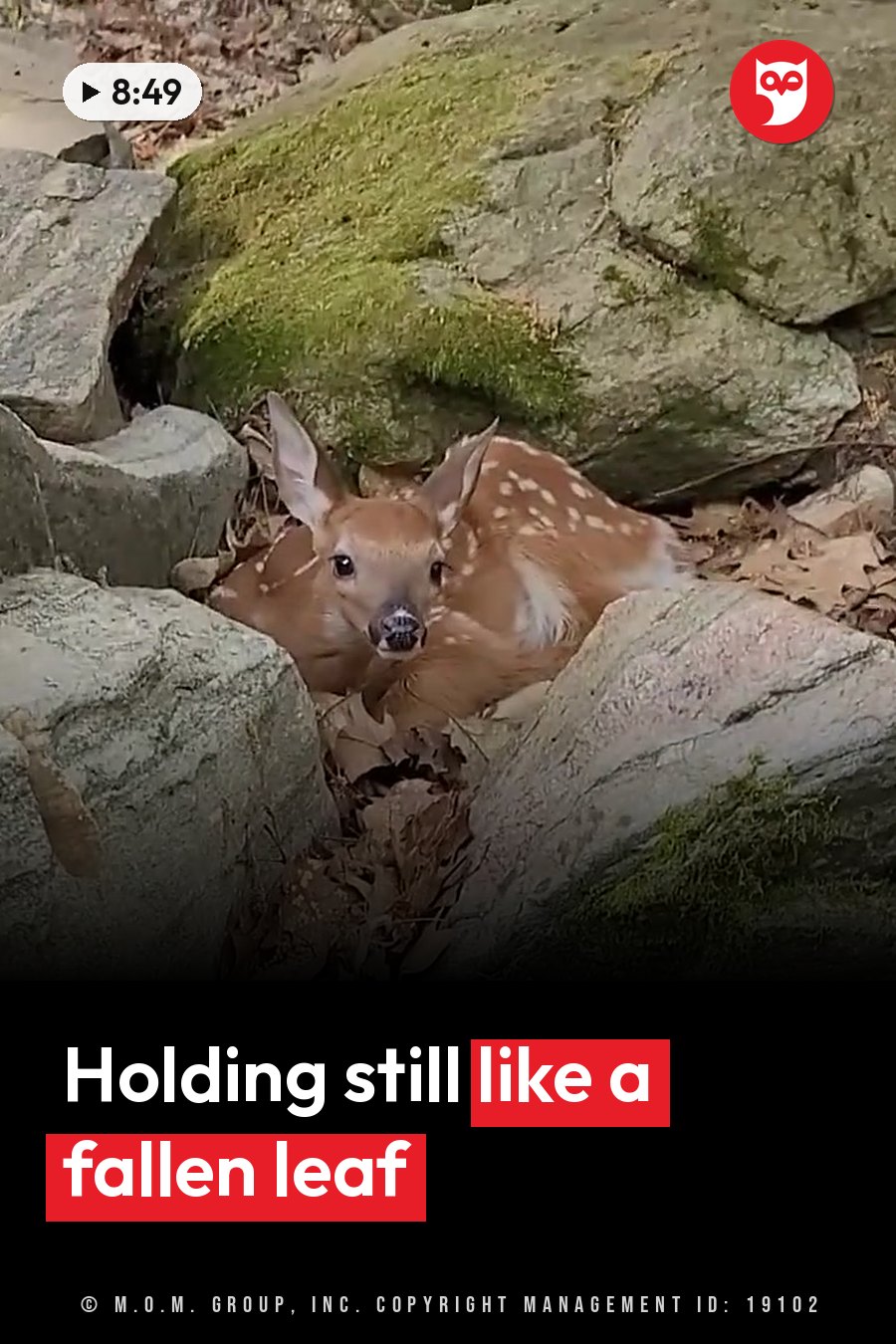 A young deer with white spots lies among moss-covered rocks and fallen leaves on the ground. A headline runs in white letters across the lower third.