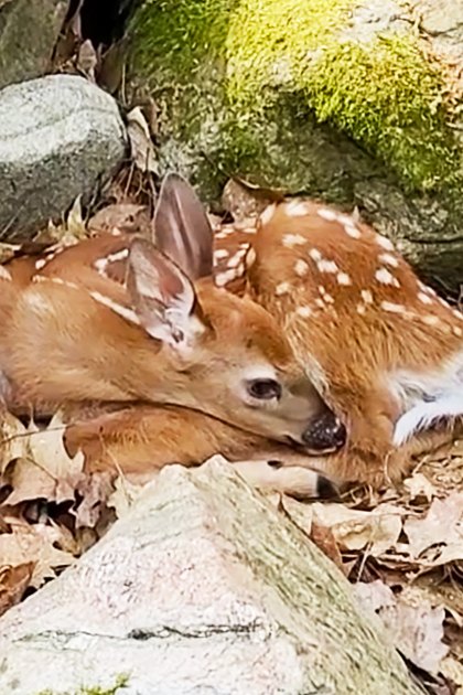 A fawn with a juvenile white-tailed deer coat resting among rocks in a forested area with an Eastern chipmunk nearby during autumn daytime