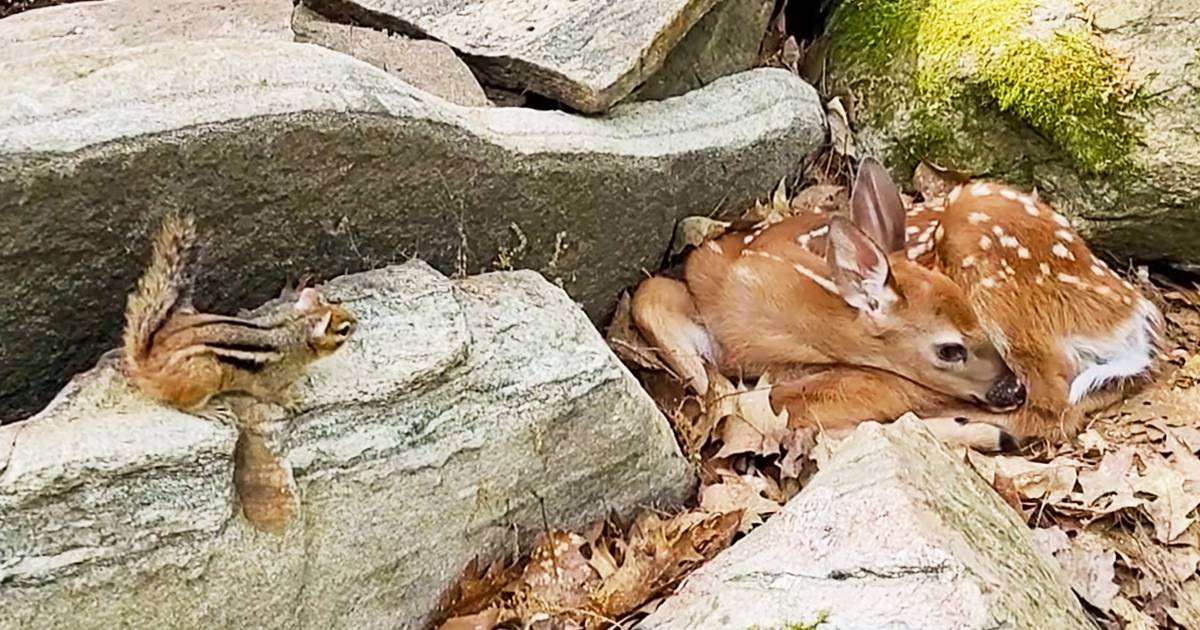 A fawn with a juvenile white-tailed deer coat resting among rocks in a forested area with an Eastern chipmunk nearby during autumn daytime