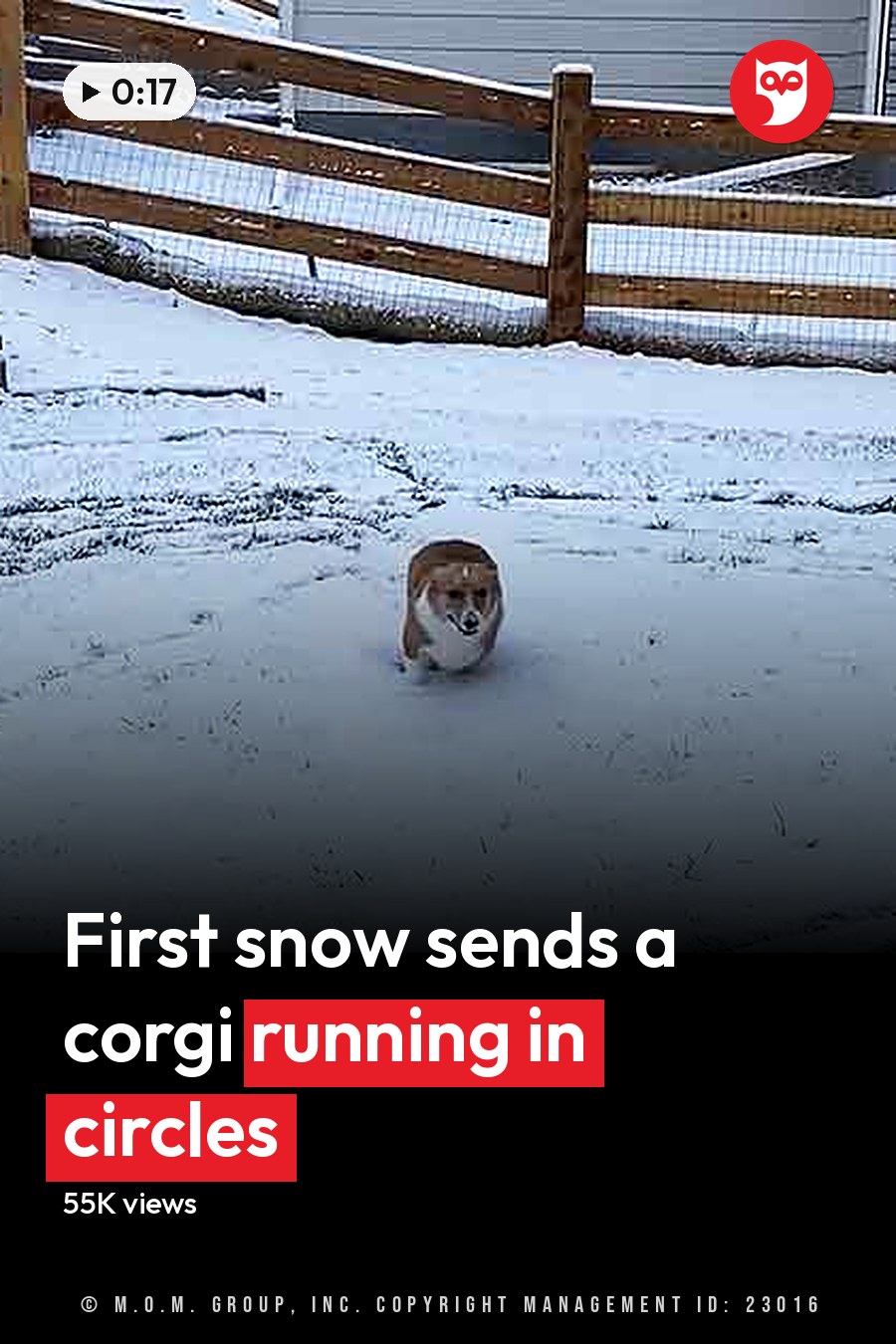 A Pembroke Welsh Corgi dog with brown fur and white markings in a snowy residential backyard, suggesting winter. The headline runs in white letters across the lower third.