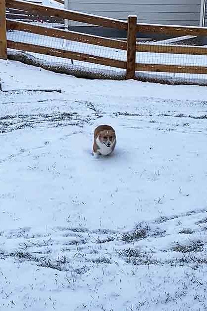 A Pembroke Welsh Corgi dog with brown fur and white markings in a snowy residential backyard, suggesting winter.