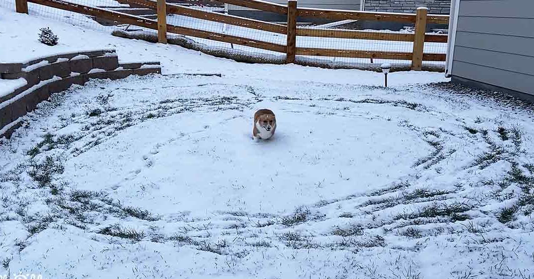 A Pembroke Welsh Corgi dog with brown fur and white markings in a snowy residential backyard, suggesting winter.