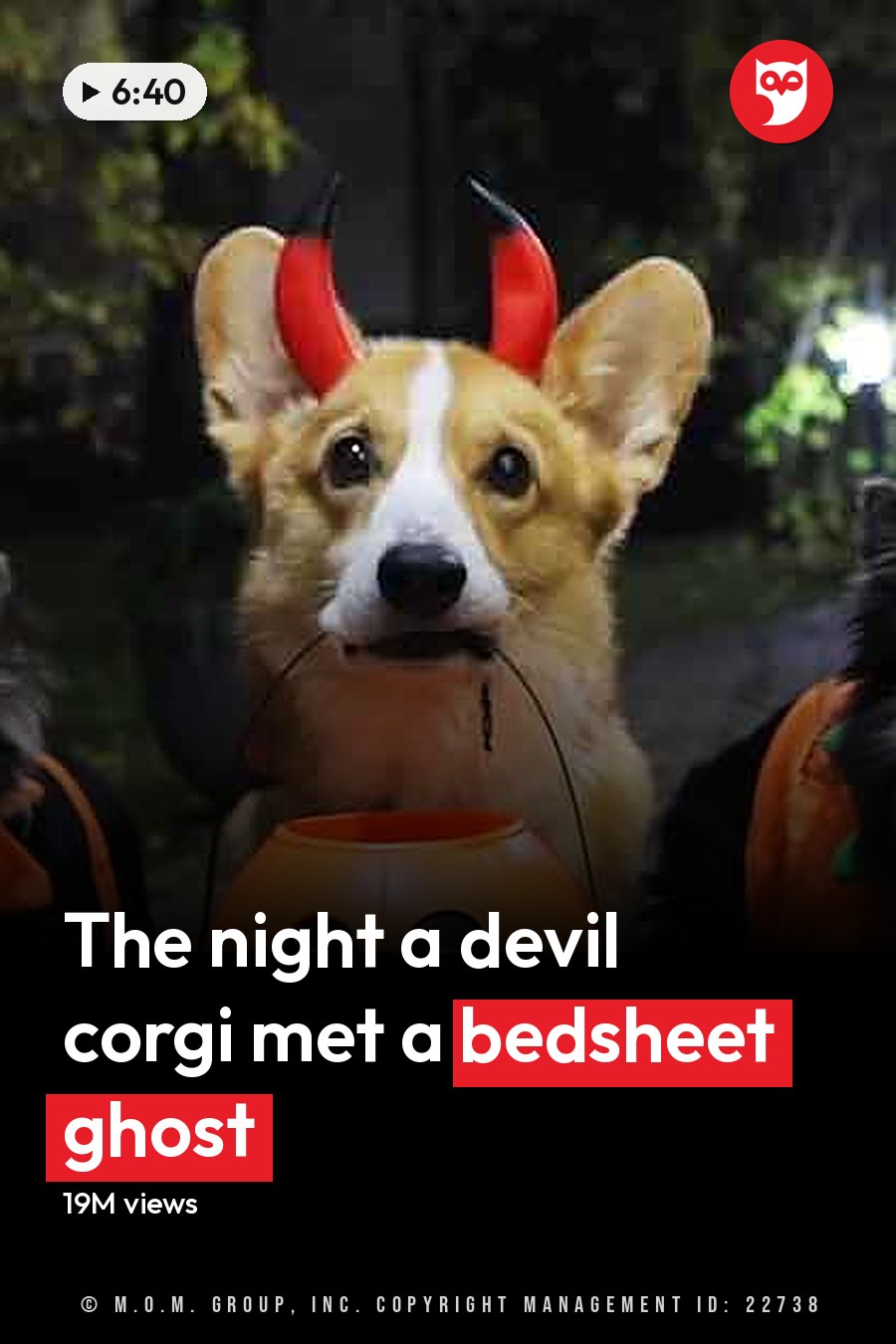Three dogs dressed in Halloween costumes, including a Pembroke Welsh Corgi as a devil with red horns, two Chihuahuas in pumpkin outfits on an outdoor night scene. The headline runs in white letters across the lower third.