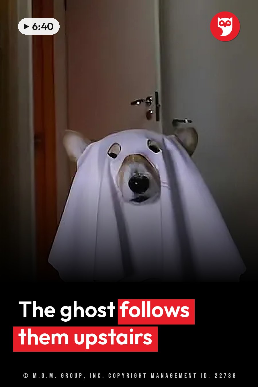 A dog in a white ghost costume with cut-out eyes and mouth peers forward from behind a door. A headline runs in white letters across the lower third.