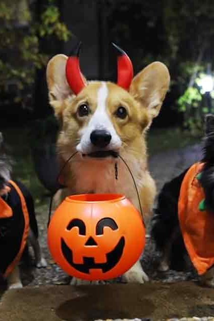 Three dogs dressed in Halloween costumes, including a Pembroke Welsh Corgi as a devil with red horns, two Chihuahuas in pumpkin outfits on an outdoor night scene.