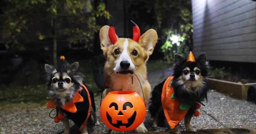 Three dogs dressed in Halloween costumes, including a Pembroke Welsh Corgi as a devil with red horns, two Chihuahuas in pumpkin outfits on an outdoor night scene.