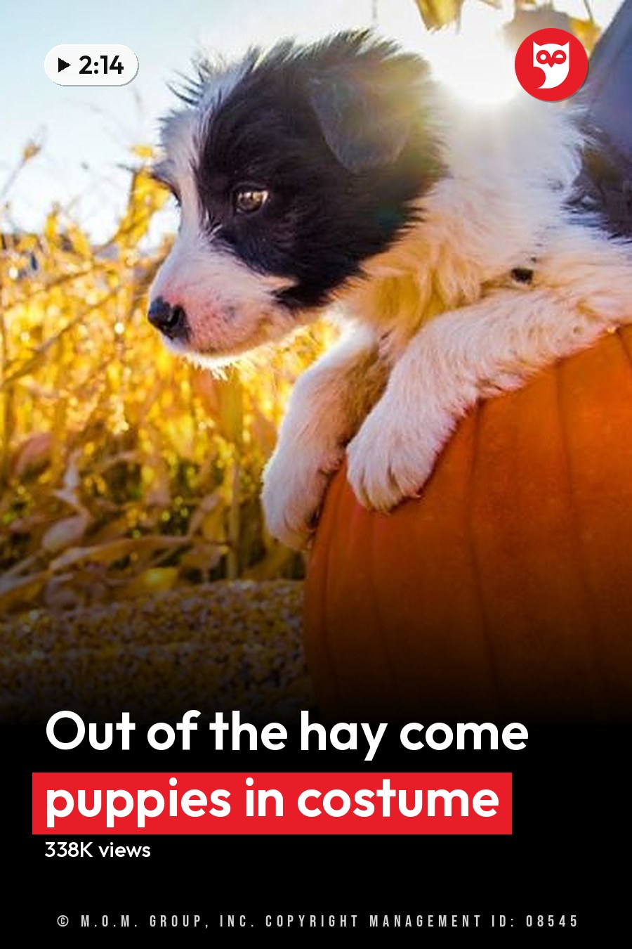 A young Border Collie mix puppy with black-and-white fur stands in a pumpkin patch surrounded by corn stalks under late afternoon sunlight, suggesting autumn. The headline runs in white letters across the lower third.