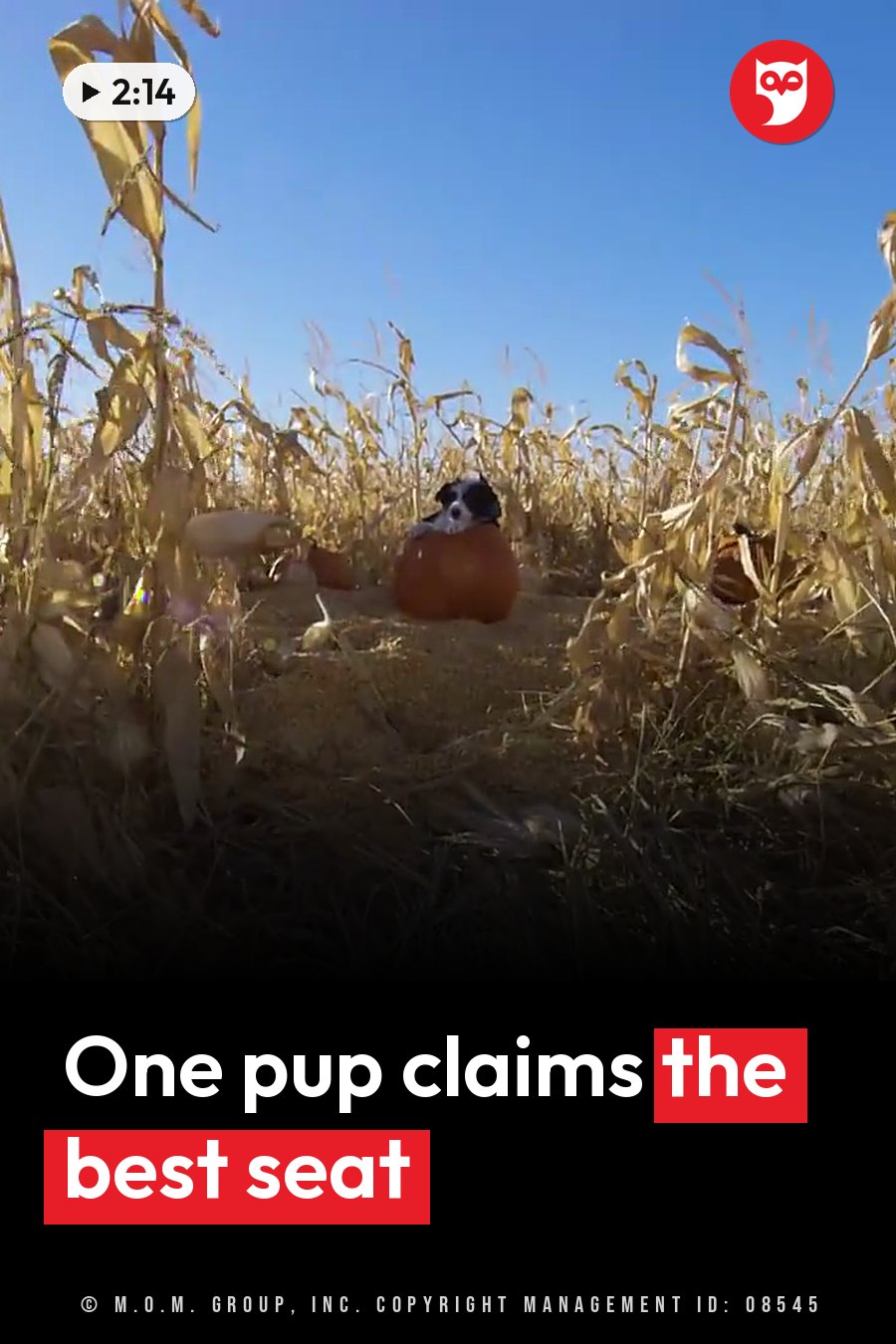A small dog sits on top of a pumpkin among tall dried corn stalks under a clear blue sky. A headline runs in white letters across the lower third.