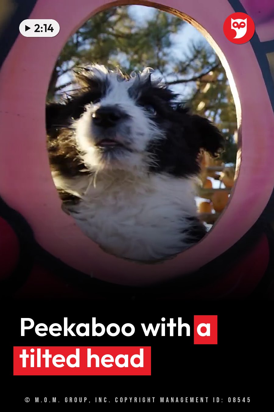 A black-and-white dog looks up through a pink circular opening, head tilted slightly. A headline runs in white letters across the lower third.