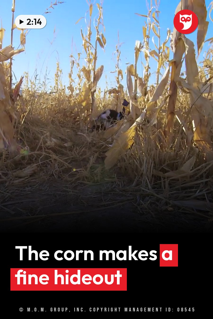 A black-and-white animal hides among tall, dry corn stalks under a clear blue sky. A headline runs in white letters across the lower third.