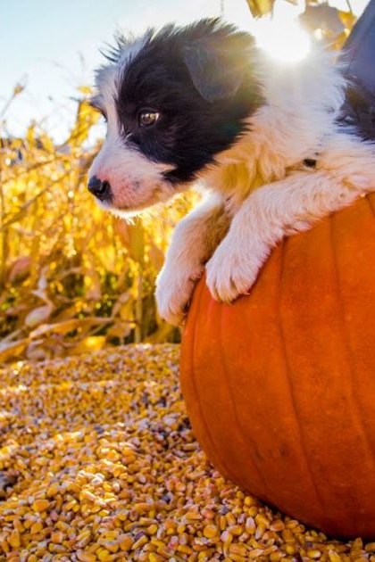 A young Border Collie mix puppy with black-and-white fur stands in a pumpkin patch surrounded by corn stalks under late afternoon sunlight, suggesting autumn.