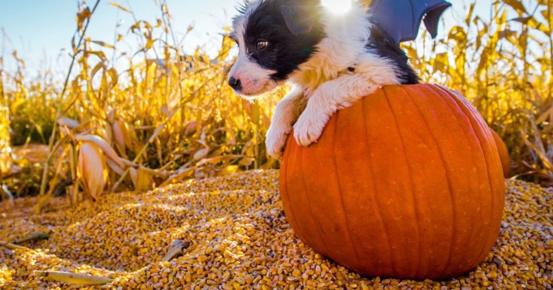 A young Border Collie mix puppy with black-and-white fur stands in a pumpkin patch surrounded by corn stalks under late afternoon sunlight, suggesting autumn.