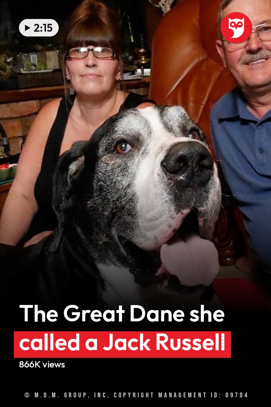 A large American Bulldog with black and white markings lounging indoors in a cozy living room setting, surrounded by personal items like books and framed artwork. The headline runs in white letters across the lower third.