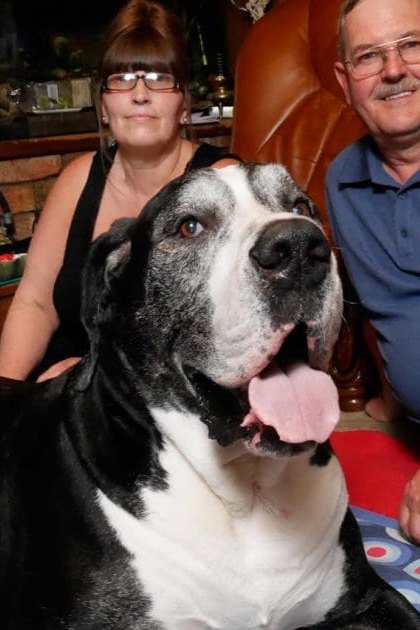 A large American Bulldog with black and white markings lounging indoors in a cozy living room setting, surrounded by personal items like books and framed artwork.