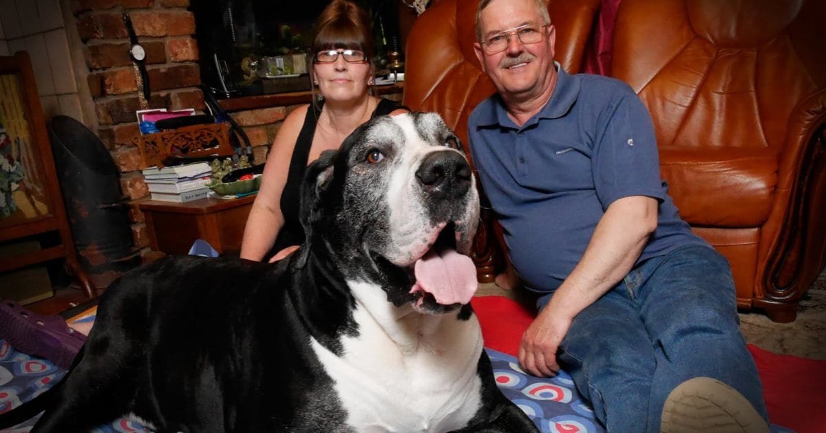 A large American Bulldog with black and white markings lounging indoors in a cozy living room setting, surrounded by personal items like books and framed artwork.
