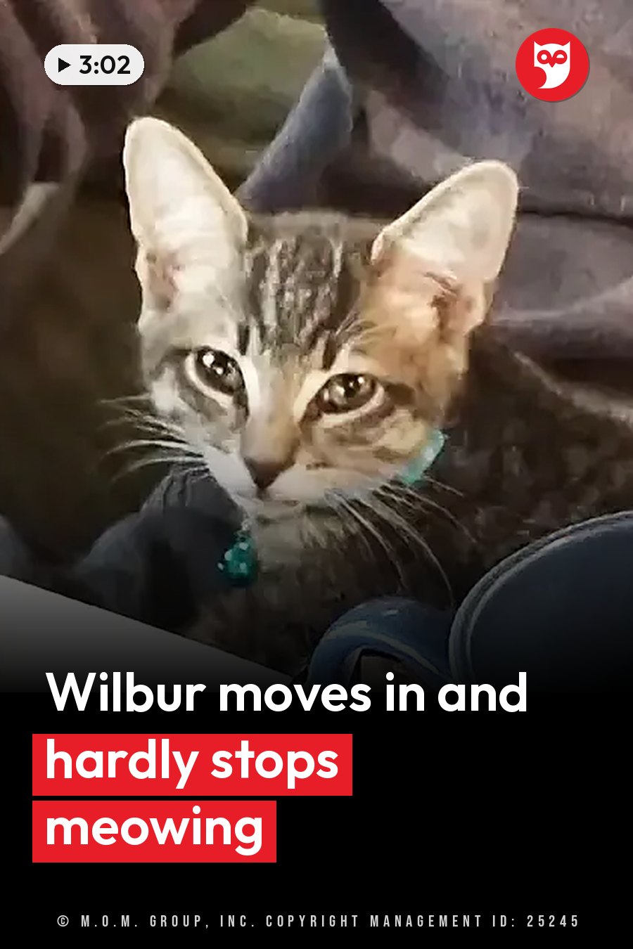 Wilbur, a tabby cat wearing a collar, sits on a dark surface near a blue container and looks up. A headline runs in white letters across the lower third.