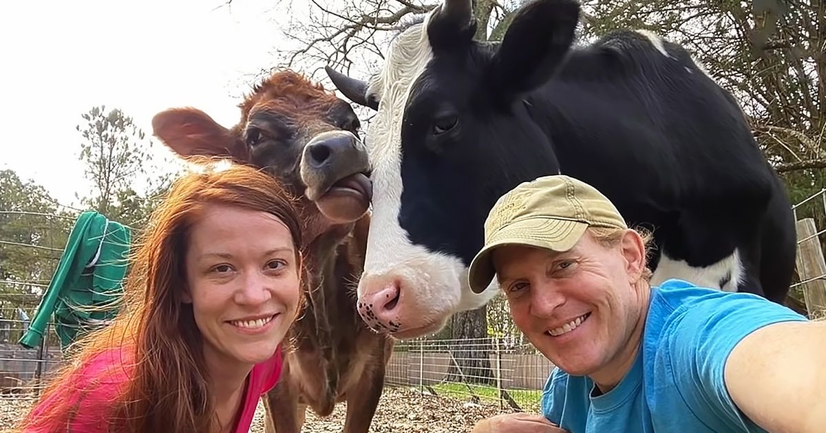 A young adult female with long reddish-brown hair takes a selfie in an outdoor rural setting with two cows, one brown and white, the other black-and-white Holstein. Trees and natural light suggest spring or summer.