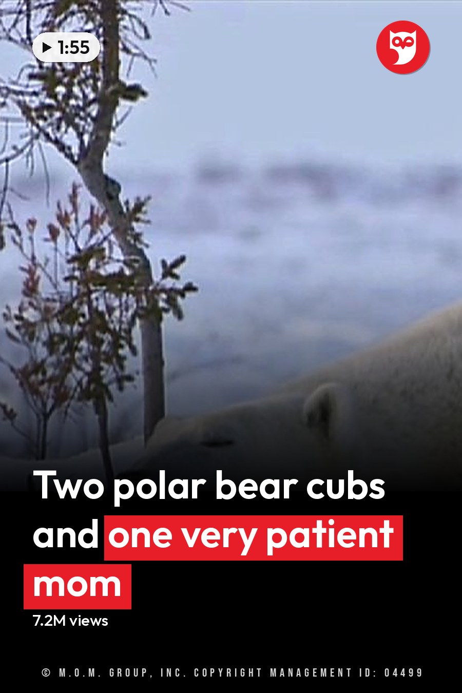 A large adult polar bear with two cubs in a snowy winter landscape, clear daylight. The headline runs in white letters across the lower third.