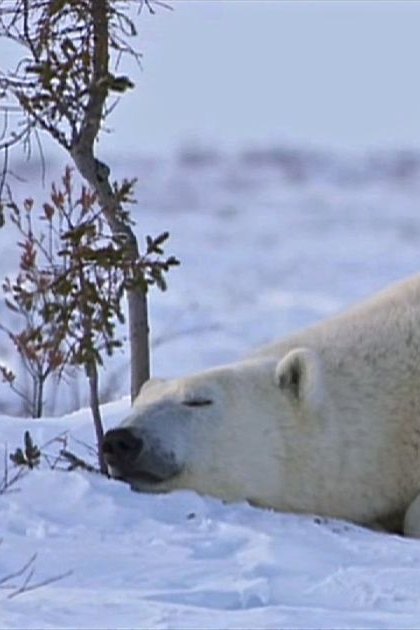 A large adult polar bear with two cubs in a snowy winter landscape, clear daylight