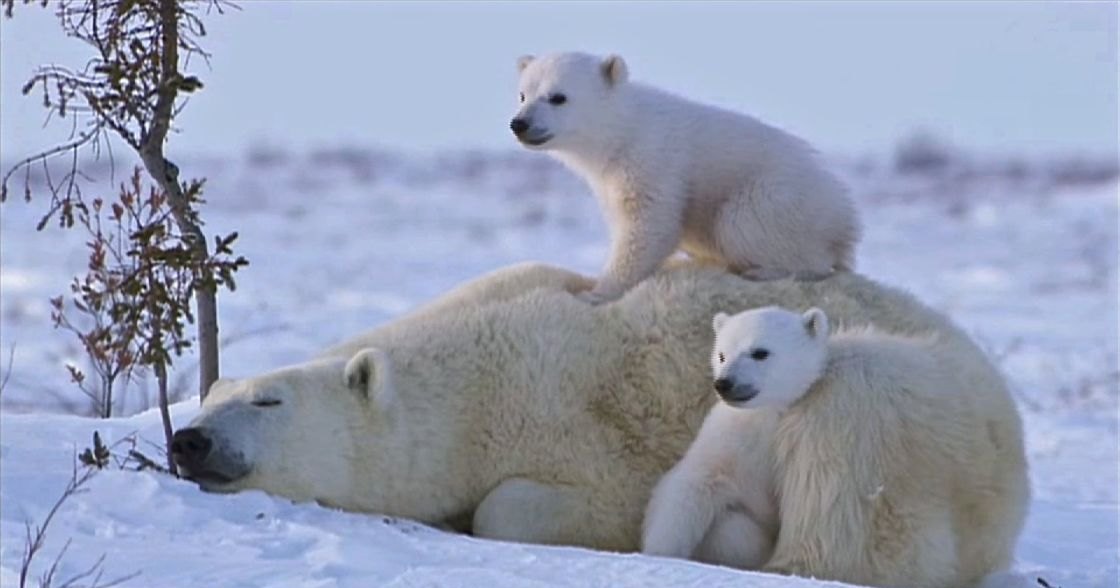 A large adult polar bear with two cubs in a snowy winter landscape, clear daylight
