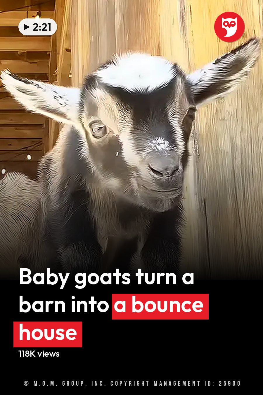 Two goats in a barn with wooden beams, hanging lights, and natural daylight. One adult goat has black and white markings; the other is younger with brownish fur. The headline runs in white letters across the lower third.