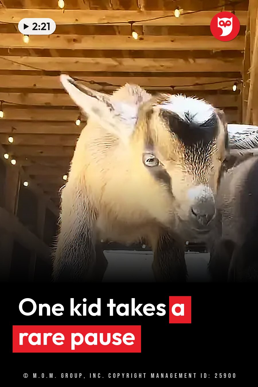 A young goat with white markings on its head stands inside a wooden structure lit by string lights. A headline runs in white letters across the lower third.