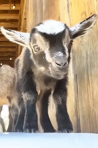 Two goats in a barn with wooden beams, hanging lights, and natural daylight. One adult goat has black and white markings; the other is younger with brownish fur.