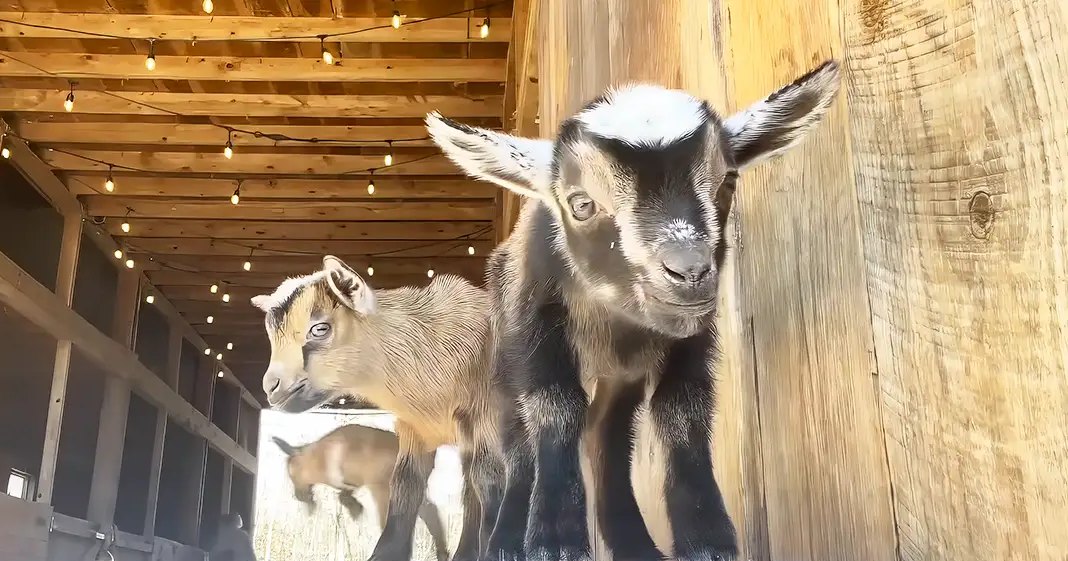 Two goats in a barn with wooden beams, hanging lights, and natural daylight. One adult goat has black and white markings; the other is younger with brownish fur.