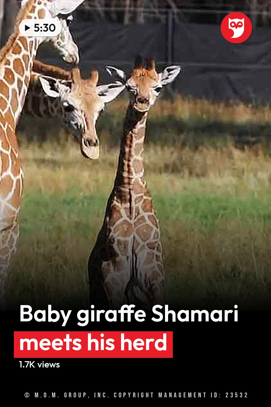 Three giraffes in an outdoor zoo enclosure with grassy terrain during spring or summer daylight conditions. The headline runs in white letters across the lower third.