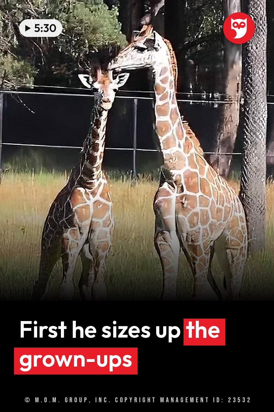 Two giraffes stand on grass near trees and a fence, one looking toward the camera and the other facing sideways. A headline runs in white letters across the lower third.