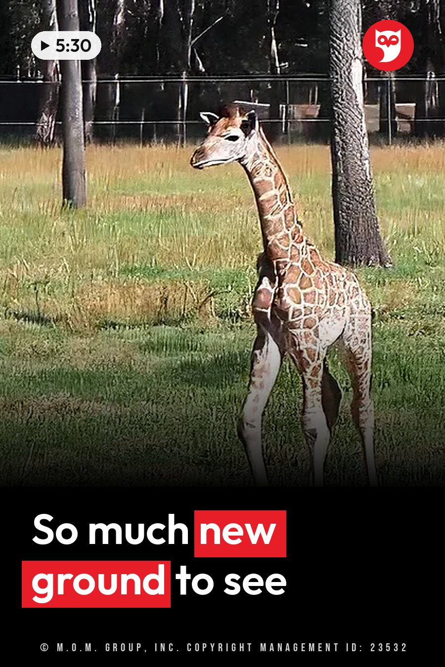 A young giraffe stands in a grassy field with trees and a fence behind it. A headline runs in white letters across the lower third.