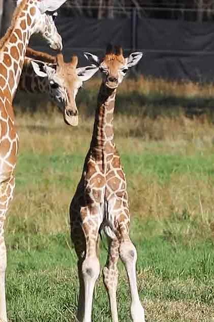 Three giraffes in an outdoor zoo enclosure with grassy terrain during spring or summer daylight conditions